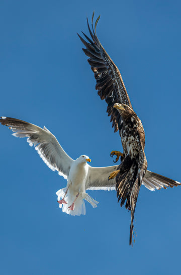 Gull versus Eagle